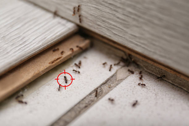 Best Wasp Removal Services  in Taft Southwest, TX